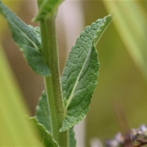 Verbascum virgatum at Hume, ACT - 24 Nov 2024 12:45 PM