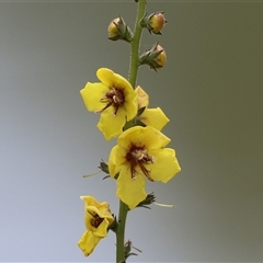 Verbascum virgatum at Hume, ACT - 24 Nov 2024 12:45 PM