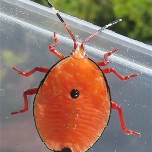 Musgraveia sulciventris (Bronze Orange Bug) at Narrabundah, ACT by RobParnell