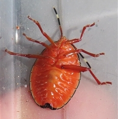 Musgraveia sulciventris at Narrabundah, ACT - 14 Nov 2024