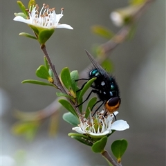 Amenia sp. (genus) (Yellow-headed Blowfly) at Penrose, NSW - 23 Nov 2024 by Aussiegall