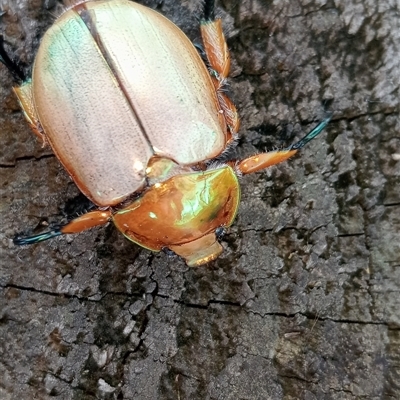 Anoplognathus sp. (genus) (Unidentified Christmas beetle) at Laurieton, NSW - 24 Nov 2024 by Brouhaha