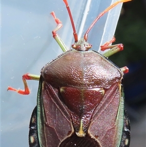 Musgraveia sulciventris (Bronze Orange Bug) at Narrabundah, ACT by RobParnell