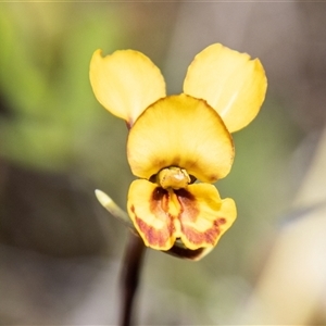 Diuris semilunulata at Rendezvous Creek, ACT - 22 Nov 2024