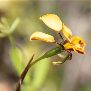 Diuris semilunulata at Rendezvous Creek, ACT - 22 Nov 2024