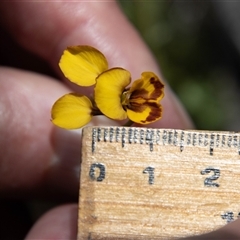 Diuris semilunulata at Rendezvous Creek, ACT - 22 Nov 2024