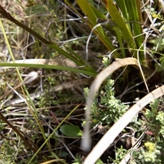 Diuris semilunulata at Rendezvous Creek, ACT - 22 Nov 2024