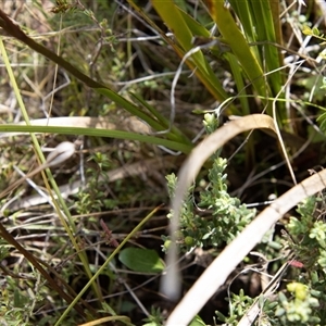 Diuris semilunulata at Rendezvous Creek, ACT - 22 Nov 2024