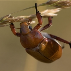 Anoplognathus montanus (Montane Christmas beetle) at Dunlop, ACT - 23 Nov 2024 by patrickcox