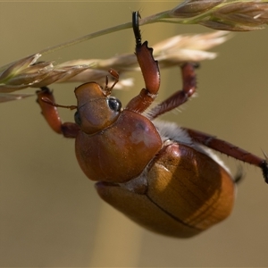 Anoplognathus montanus at Dunlop, ACT - 24 Nov 2024