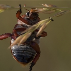 Anoplognathus montanus at Dunlop, ACT - 24 Nov 2024