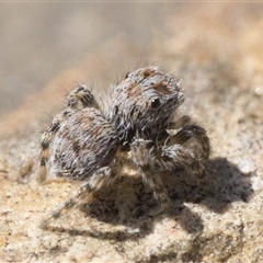Maratus plumosus - 1 Jan 1900 by patrickcox