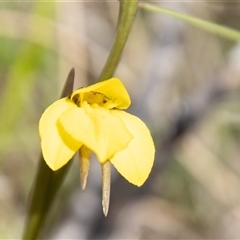 Diuris subalpina at Rendezvous Creek, ACT - 22 Nov 2024 by SWishart