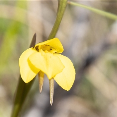 Diuris subalpina at Rendezvous Creek, ACT - 22 Nov 2024 by SWishart