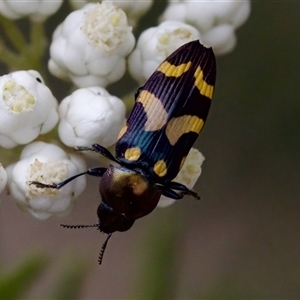 Castiarina oblita at Bungonia, NSW - 17 Nov 2024 12:14 PM