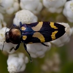 Castiarina oblita at Bungonia, NSW - 17 Nov 2024 12:14 PM