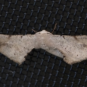 Circopetes obtusata (Grey Twisted Moth) at Duffy, ACT by patrickcox