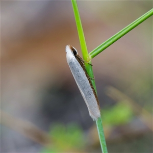 Scieropepla polyxesta at Uriarra Village, ACT - 22 Nov 2024