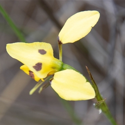 Diuris sulphurea (Tiger Orchid) at Rendezvous Creek, ACT - 22 Nov 2024 by SWishart