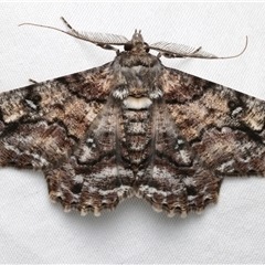 Cleora illustraria (A Geometer moth) at Bulli, NSW - 23 Nov 2024 by jb2602