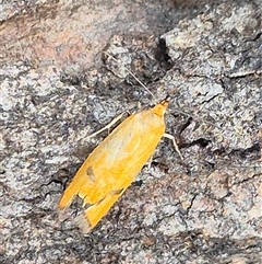 Endeolena aurinatella (Wingia Group) at Bungendore, NSW - 24 Nov 2024 by clarehoneydove