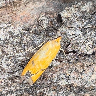 Endeolena aurinatella (Wingia Group) at Bungendore, NSW - 24 Nov 2024 by clarehoneydove