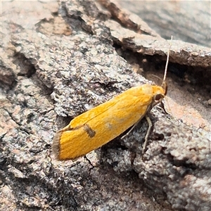 Endeolena aurinatella at Bungendore, NSW - suppressed