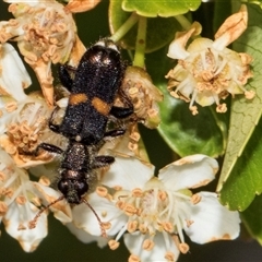 Eleale pulchra (Clerid beetle) at Nicholls, ACT - 1 Nov 2024 by AlisonMilton