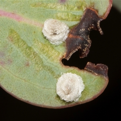 Glycaspis sp. (genus) at Nicholls, ACT - 31 Oct 2024 by AlisonMilton