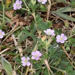 Geranium solanderi var. solanderi (Native Geranium) at Nicholls, ACT - 1 Nov 2024 by AlisonMilton