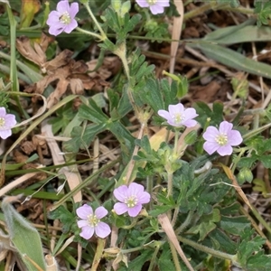 Geranium solanderi var. solanderi at Nicholls, ACT - 1 Nov 2024