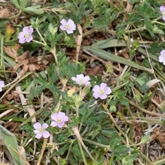 Geranium solanderi var. solanderi at Nicholls, ACT - 1 Nov 2024