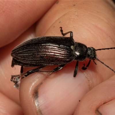 Homotrysis cisteloides (Darkling beetle) at Nicholls, ACT - 1 Nov 2024 by AlisonMilton