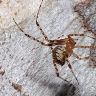 Cryptachaea veruculata (Diamondback comb-footed spider) at Nicholls, ACT - 1 Nov 2024 by AlisonMilton