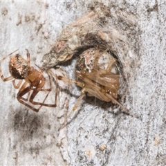 Cryptachaea veruculata (Diamondback comb-footed spider) at Nicholls, ACT - 1 Nov 2024 by AlisonMilton