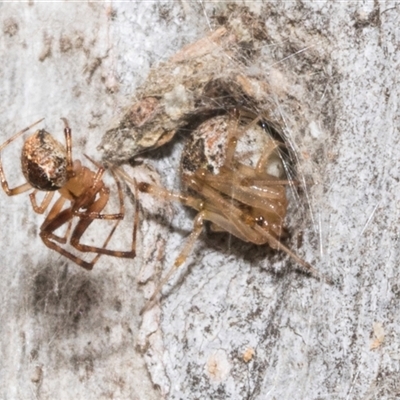 Unidentified Other web-building spider at Nicholls, ACT - 31 Oct 2024 by AlisonMilton