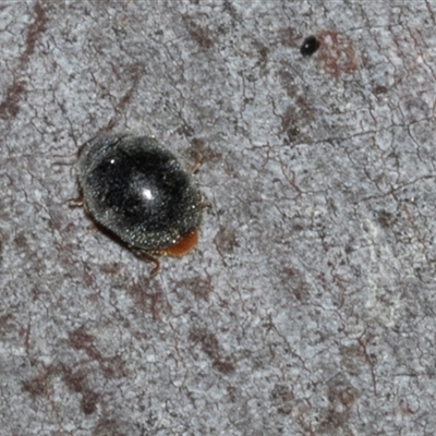 Coccinellidae (family) (Unidentified lady beetle) at Nicholls, ACT - 31 Oct 2024 by AlisonMilton