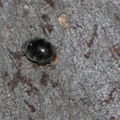 Coccinellidae (family) at Nicholls, ACT - 1 Nov 2024 10:00 AM