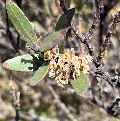 Daviesia mimosoides subsp. acris (Blunt-Leaf Bitter-Pea) at Uriarra, NSW - 24 Nov 2024 by JimL