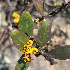 Daviesia mimosoides subsp. acris at Uriarra, NSW - 24 Nov 2024 12:06 PM