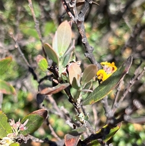 Daviesia mimosoides subsp. acris at Uriarra, NSW - 24 Nov 2024 12:06 PM