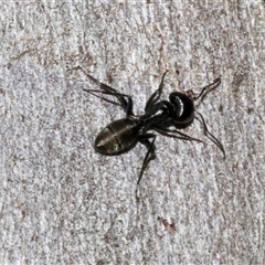 Camponotus aeneopilosus (A Golden-tailed sugar ant) at Nicholls, ACT - 31 Oct 2024 by AlisonMilton