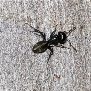 Camponotus aeneopilosus at Nicholls, ACT - 1 Nov 2024