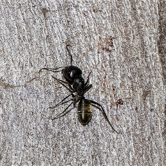 Camponotus aeneopilosus at Nicholls, ACT - 1 Nov 2024