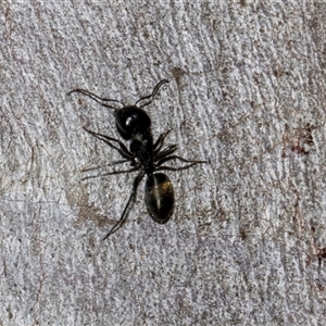 Camponotus aeneopilosus at Nicholls, ACT - 1 Nov 2024