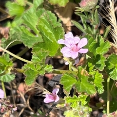 Pelargonium australe (Austral Stork's-bill) at Uriarra, NSW - 24 Nov 2024 by JimL