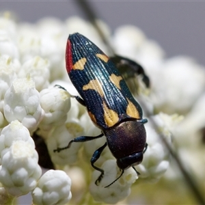 Castiarina sp. Undescribed species 1 at Bungonia, NSW - 17 Nov 2024 12:08 PM