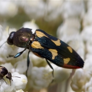 Castiarina sp. Undescribed species 1 at Bungonia, NSW - 17 Nov 2024