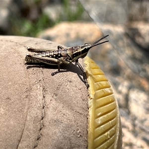 Monistria concinna (Southern Pyrgomorph) at Uriarra, NSW by JimL