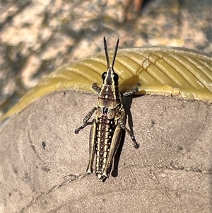 Monistria concinna at Uriarra, NSW - 24 Nov 2024 12:01 PM